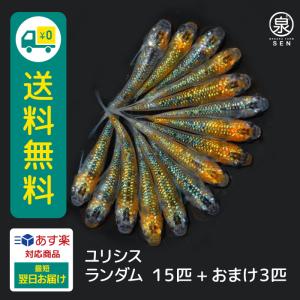 メダカ ユリシス 若魚 ランダム15匹＋おまけ補償3匹付 送料無料 (E) めだか めだか生体 メダカ生体 販売生体 種類 水槽 メダカ卵 メダカ泉 水草 人気 飼育 容器｜medakafarm-sen