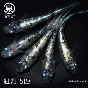 メダカ 生体 紅灯（べにあかり） 成魚 5匹＋おまけ1匹付