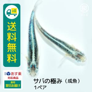 メダカ サバの極み 成魚 １ペア  送料無料 (E) めだか めだか生体 メダカ生体 販売生体 種類 水槽 メダカ卵 メダカ泉 水草 人気 飼育 容器｜medakafarm-sen