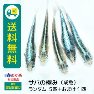 メダカ サバの極み 成魚 ランダム5匹＋おまけ補償1匹付 送料無料 (E) めだか めだか生体 メダカ生体 販売生体 種類 水槽 メダカ卵 メダカ泉 水草 人気 飼育 容器｜medakafarm-sen