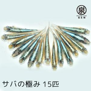 メダカ 生体 サバの極み 成魚 ランダム15匹＋おまけ補償3匹付  送料無料 (E) めだか めだか生体 メダカ生体 種類 水槽 卵 水草 人気 飼育 容器｜medakafarm-sen