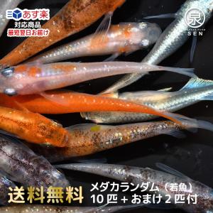 メダカ 生体 オロチ 成魚 匹 送料無料 S めだか めだか生体 メダカ生体 種類 水槽 卵 水草 人気 飼育 容器 Pm Ssp Ma Gov Br