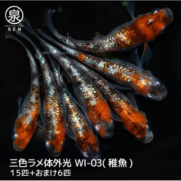 メダカ 三色ラメ体外光(WI-03) 稚魚 15匹＋おまけ補償6匹付 送料無料 (S) 種類 水槽 ...