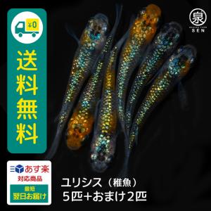 メダカ 生体 ユリシス 稚魚 5匹＋おまけ2匹付    E めだか