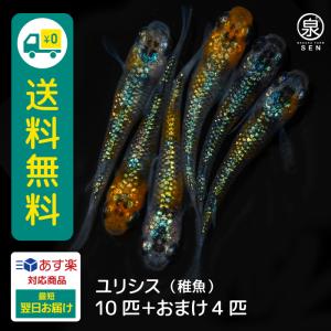 メダカ ユリシス 稚魚 10匹＋おまけ補償4匹付 送料無料 (E) めだか めだか生体 メダカ生体 販売生体 種類 水槽 メダカ卵 メダカ泉 水草 人気 飼育 容器