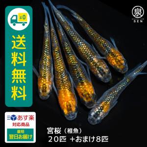 メダカ 宮桜 稚魚 20匹＋おまけ補償8匹付 送料無料 (S) めだか めだか生体 メダカ生体 販売生体 種類 水槽 メダカ卵 メダカ泉 水草 人気 飼育 容器｜medakafarm-sen