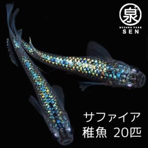 メダカ サファイア 稚魚 20匹＋おまけ補償8匹付 送料無料  (S)  めだか めだか生体 メダカ生体 販売生体 種類 水槽 メダカ卵 メダカ泉 水草 人気 飼育 容器｜medakafarm-sen