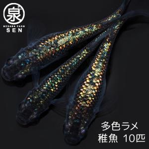 メダカ 多色ラメ 稚魚 10匹＋おまけ補償4匹付 送料無料 (E) めだか めだか生体 メダカ生体 販売生体 種類 水槽 メダカ卵 メダカ泉 水草 人気 飼育 容器