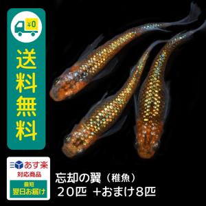 メダカ 忘却の翼 稚魚 20匹＋おまけ補償8匹付 送料無料  (S) めだか めだか生体 メダカ生体 販売生体 種類 水槽 メダカ卵 メダカ泉 水草 人気 飼育 容器｜メダカファーム泉