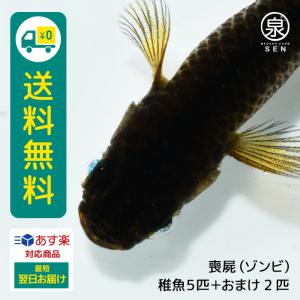 メダカ 生体 喪屍（ゾンビ） 稚魚 5匹＋おまけ2匹付