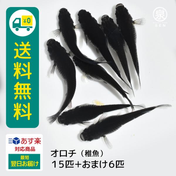 メダカ オロチ 稚魚 15匹＋おまけ補償6匹付 送料無料  めだか めだか生体 メダカ生体 販売生体...