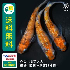 メダカファーム泉 関口作出 赤炎（せきえん） 稚魚 10匹＋おまけ補償4匹付 送料無料  めだか めだか生体 メダカ生体 販売生体 種類 水槽 メダカ卵 メダカ泉 (E)｜medakafarm-sen