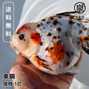 現物販売 東錦 1匹 20-21cm 金魚 浜松市当養業飼育 きんぎょ キンギョ 生体販売 観賞魚 ...