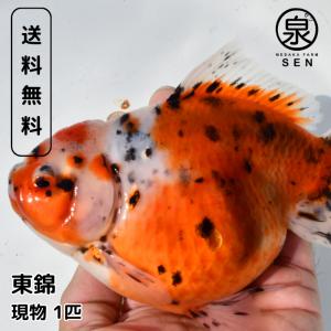 現物販売 東錦 1匹 16-17cm 金魚 浜松市当養業飼育 きんぎょ キンギョ 生体販売 観賞魚 ...