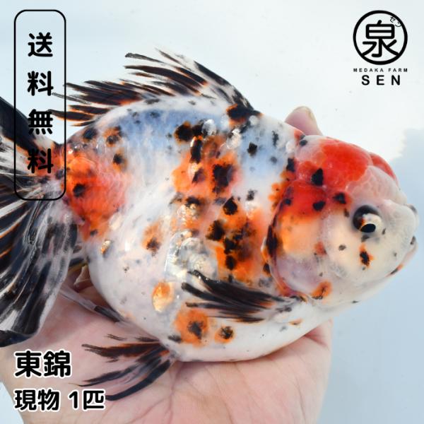 現物販売 東錦 1匹 17-18cm 金魚 浜松市当養業飼育 きんぎょ キンギョ 生体販売 観賞魚 ...