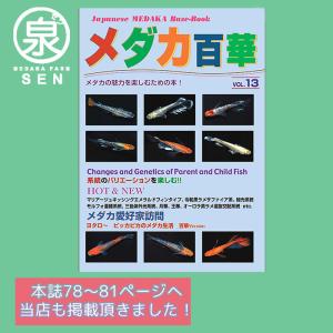 メダカ百華13号（最新）  送料無料 めだか めだか生体 メダカ生体 販売生体 種類 水槽 メダカ卵 メダカ泉 水草 人気 飼育 容器 (H)｜medakafarm-sen