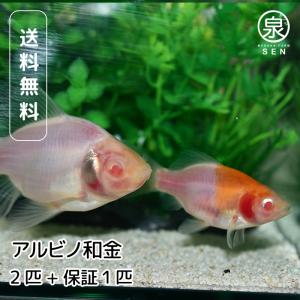 国産 アルビノ和金 2匹 おまけ補償1匹 金魚 自家生産 浜松市当養業飼育 きんぎょ キンギョ 獅子...