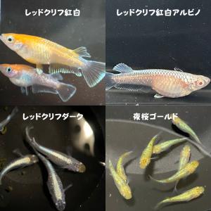 【めだか卵】高級メダカの卵 MIX 有精卵 3...の詳細画像2