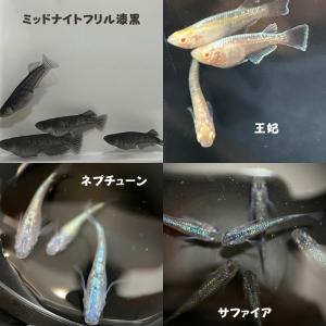 【めだか卵】高級メダカの卵 MIX 有精卵 3...の詳細画像3