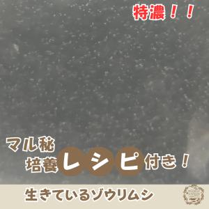 生きたゾウリムシ 300ml MEDAKA GARDEN産 メダカ・針子・グッピーの稚魚用餌 マル秘レシピで培養可能・観察教材にも人気