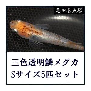 メダカ/三色透明鱗メダカ Sサイズ5匹セット