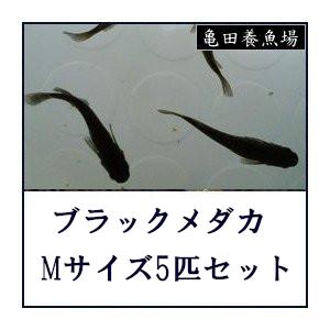 ブラックメダカ Mサイズ10匹セット 1 27 1 メダカ販売 通販 亀田養魚 通販 Yahoo ショッピング