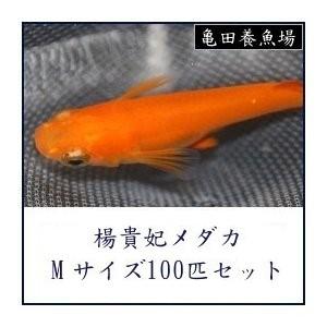 業者のみ 楊貴妃メダカ Mサイズ100匹セット 1 3 9 メダカ販売 通販 亀田養魚 通販 Yahoo ショッピング