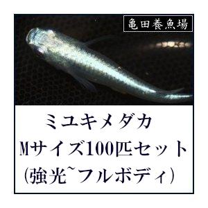 ミユキメダカ Mサイズ100匹セット(強光~フルボディ) 青白ミックス 幹之メダカ / みゆきメダカ｜medakaland