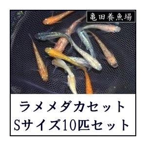 メダカ/ラメメダカセット Sサイズ10匹セット｜medakaland