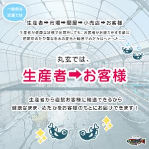 【送料無料】必ず10種類以上入っている! お楽...の詳細画像2