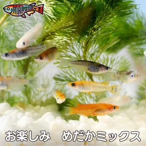 お楽しみめだかMIX　50匹＋保証分7匹