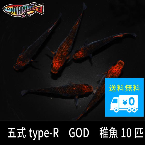 五式type-R　GOD　　稚魚　10匹