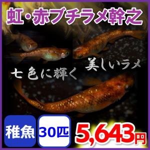 虹・赤ブチラメ幹之メダカ　稚魚30匹　虹色ラメめだか｜medakanoichiba