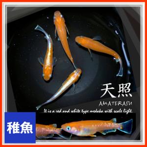 メダカ 天照めだか 稚魚10匹 アマテラスメダカの商品画像