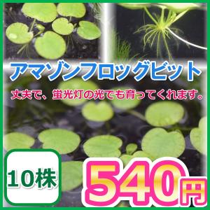 アマゾンフロッグピット　5株　/浮草