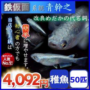 メダカ/鉄仮面系統青幹之メダカ/青みゆきメダカ　稚魚50匹