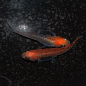 メダカ 紅薊メダカ/ベニアザミめだか 稚魚10...の詳細画像1
