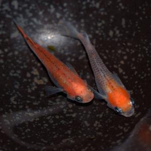 メダカ 紅薊メダカ/ベニアザミめだか 稚魚10...の詳細画像2
