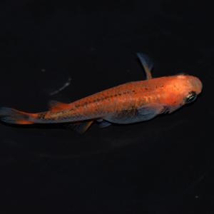 メダカ 紅薊メダカ/ベニアザミめだか 稚魚10...の詳細画像3