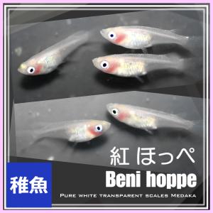 メダカ/紅ほっぺ　白透明鱗めだか 稚魚10匹