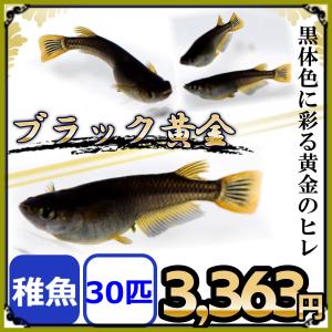 メダカ/ブラック黄金めだか 稚魚30匹｜medakanoichiba