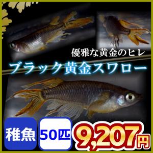 メダカ/ブラック黄金スワローめだか 稚魚50匹｜medakanoichiba