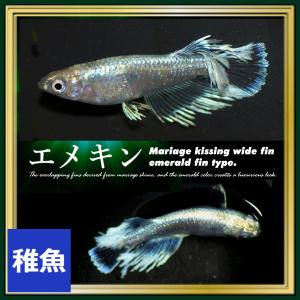 メダカ  エメキンめだか　稚魚10匹　/エメキンメダカ