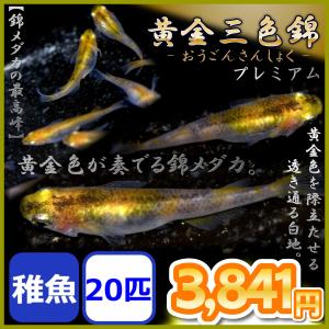 めだかの市場 黄金三色錦 透明鱗系 Yahoo ショッピング