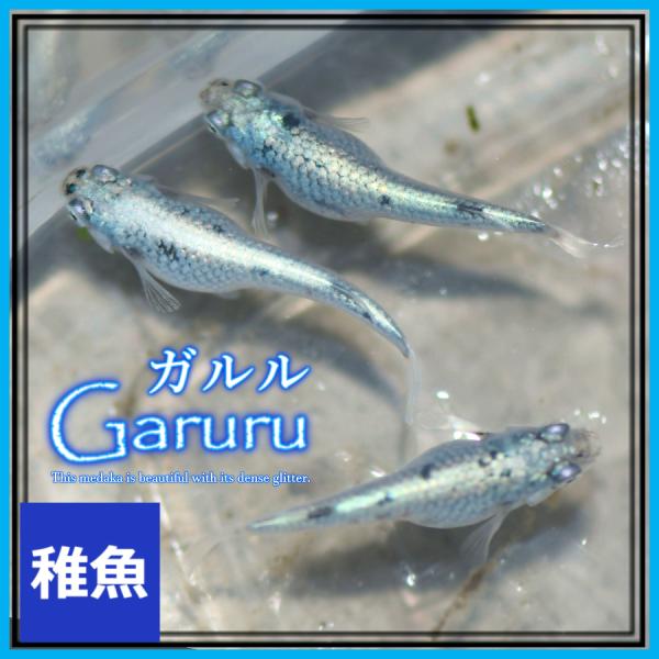 メダカ　ガルルメダカ　稚魚10匹　ガルルめだか