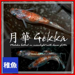 メダカ/月華めだか　稚魚10匹　/月華メダカ　