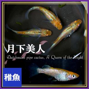 メダカ/月下美人メダカ 稚魚10匹 /月下美人めだかの商品画像