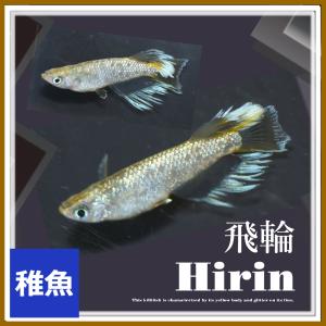 クラウドグレーダイヤRLF 若魚2ペア 2026年最新】クラウドグレーダイヤメダカの商品一覧 - Yahoo!オークション