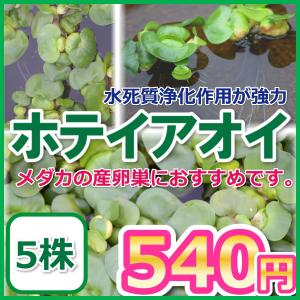 メダカ/ホテイアオイ/ホテイ草 5株 ホテアオイ/浮草の商品画像
