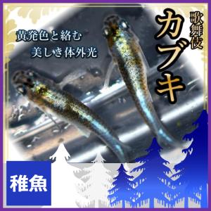 メダカ　カブキめだか  稚魚10匹　/歌舞伎メダカ　